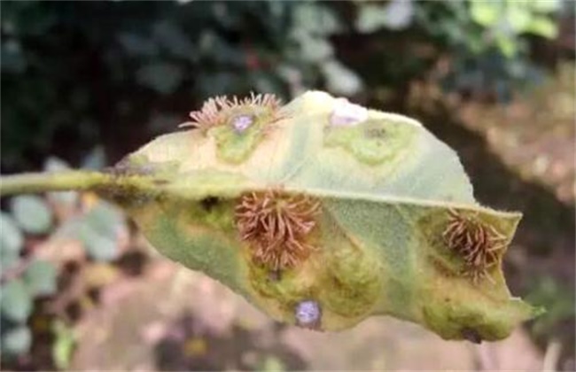 苹果锈病的防治方法