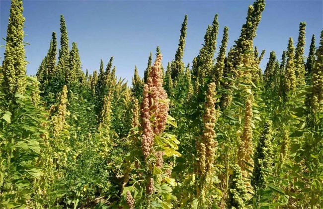 藜麦 种植 条件 