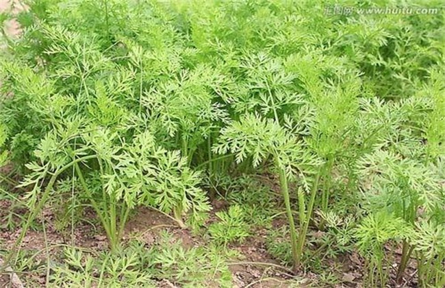 除草