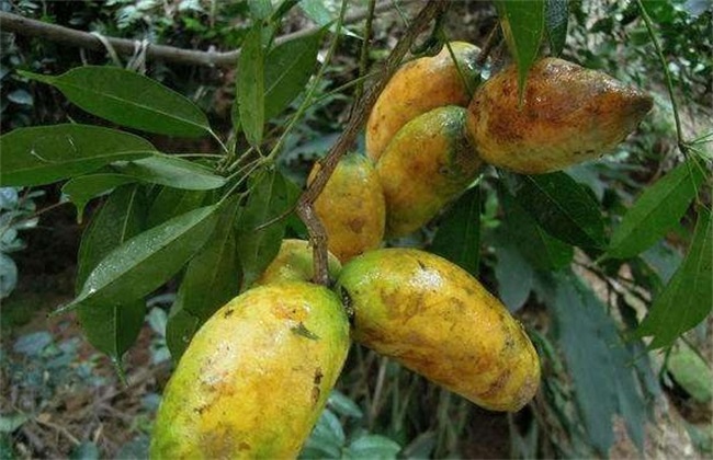 野木瓜 种植 技术