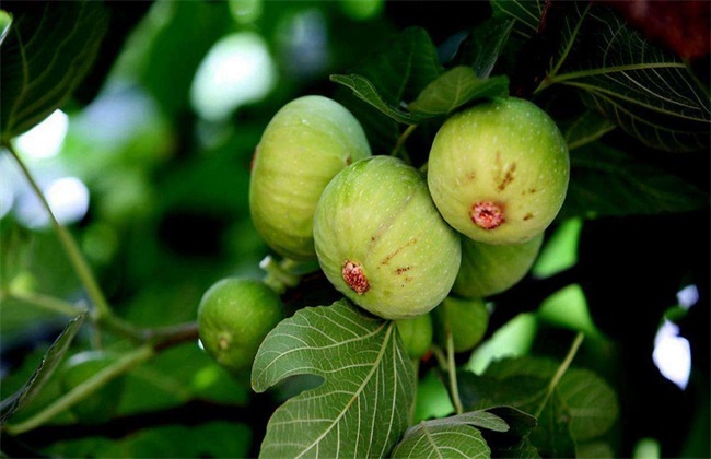 无花果栽培技术要点