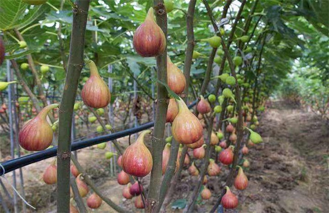 无花果 环境条件 要求