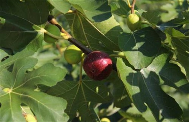 无花果 繁殖 方法