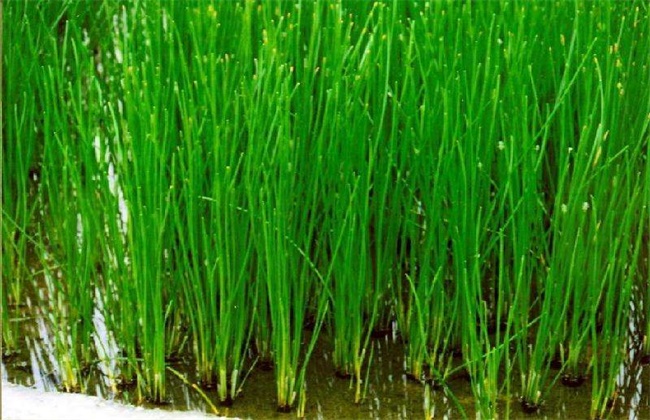 马蹄的种植方法