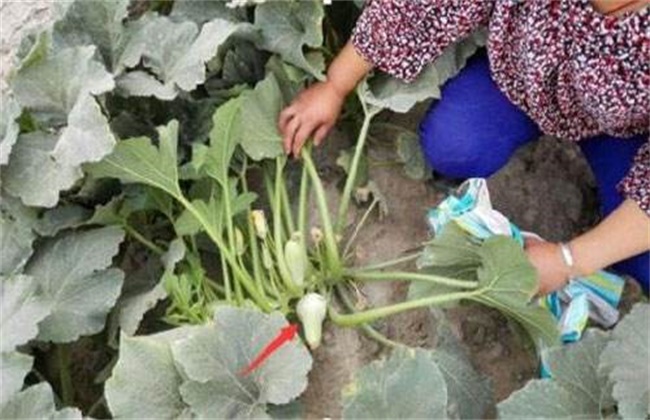 西葫芦畸形瓜的原因及防治方法