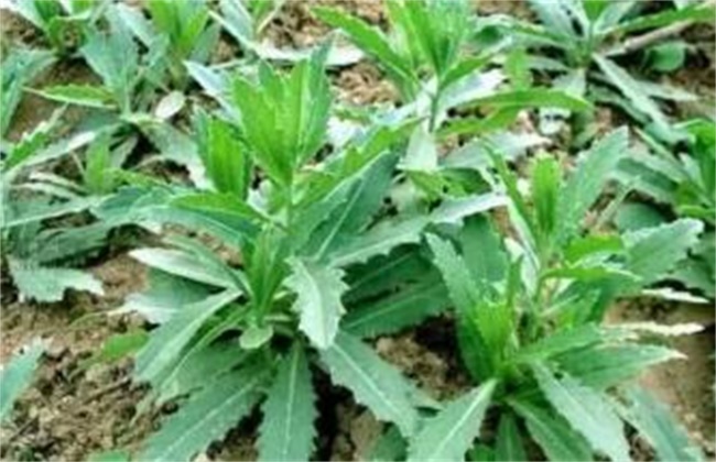 苦麻菜的种植方法