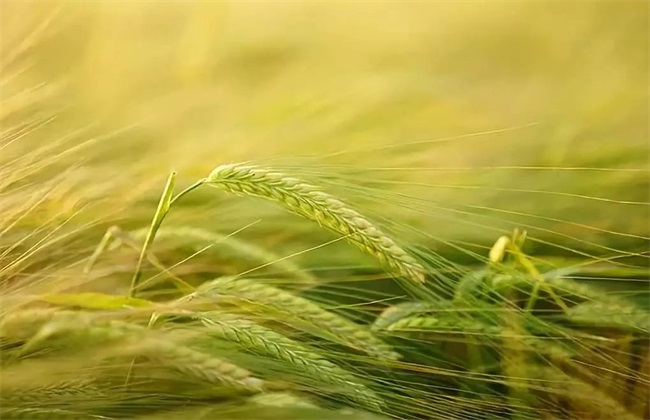 大麦 种植 方法