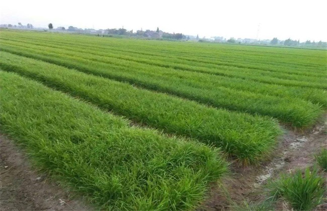 如何提高 韭菜 发芽率