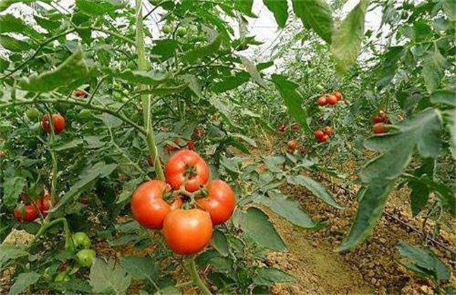 大棚西红柿 冬季 管理方法