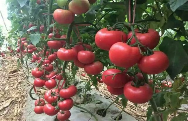 大棚西红柿 冬季 管理方法