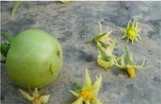 西红柿 落花落果 原因