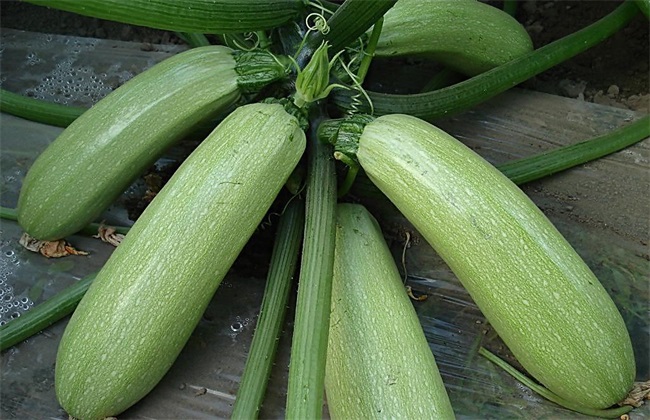 西葫芦 田间管理 技术