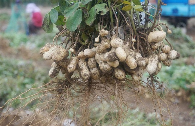 黑花生 种植 方法