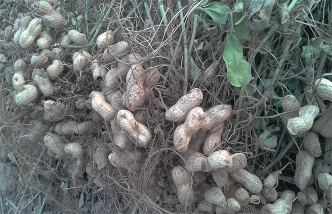 黑花生 种植 方法