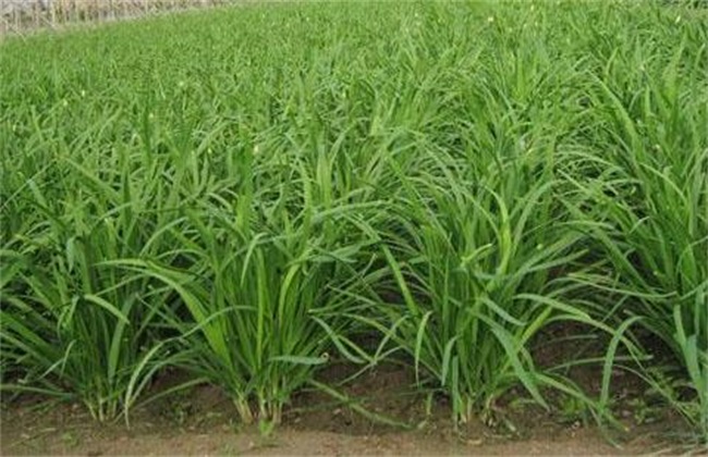 韭菜 管理 技术要点