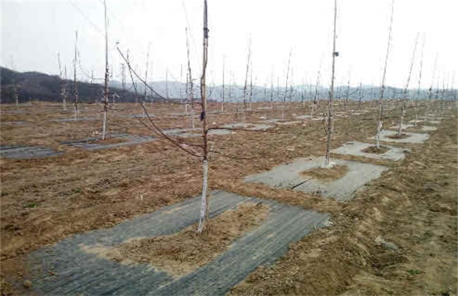 苹果树越冬防寒措施
