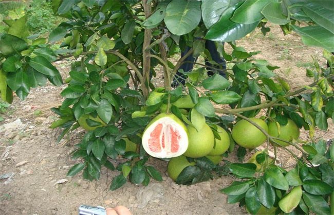 红肉蜜柚 种植 管理要点