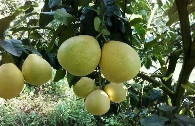 红肉蜜柚 种植 管理要点