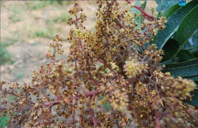 芒果常见病虫害的防治方法