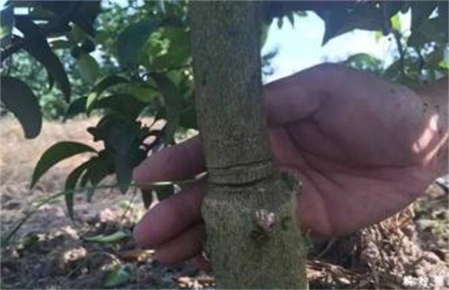 脐橙的保花保果方法