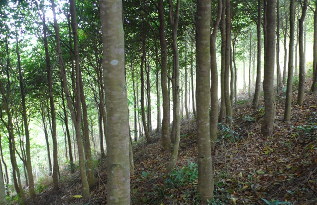 沉香种植地选择不当
