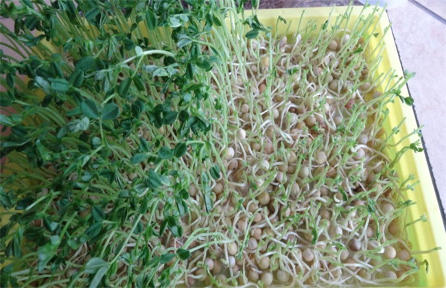 芽苗菜种植的前景