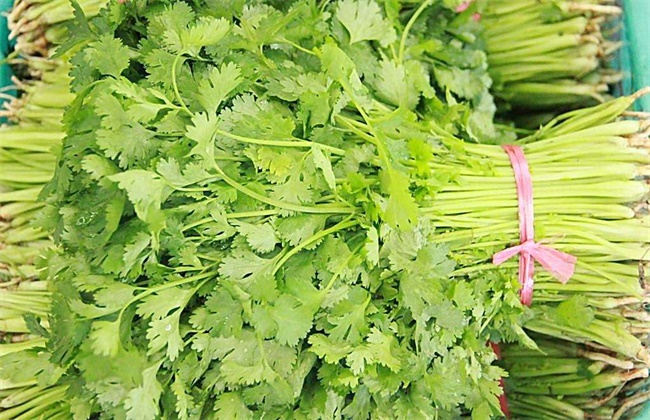 芹菜和香菜的区别