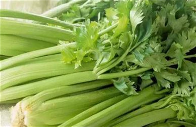 芹菜和香菜的区别