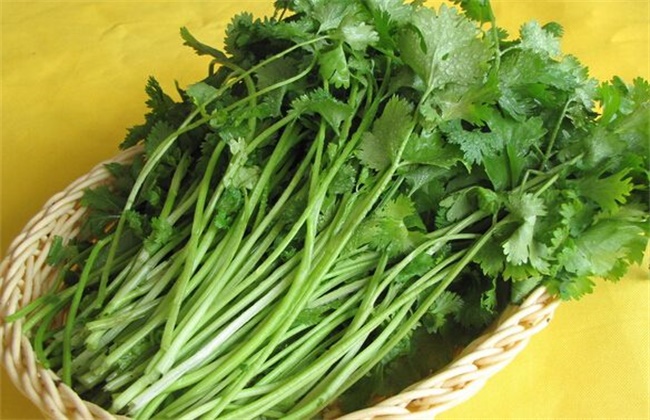 芹菜和香菜的区别