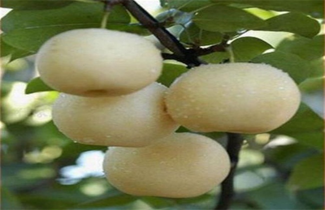 果树修剪