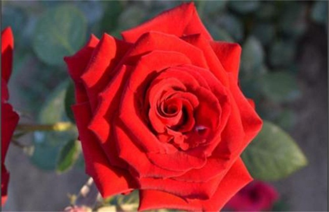 花棚管理