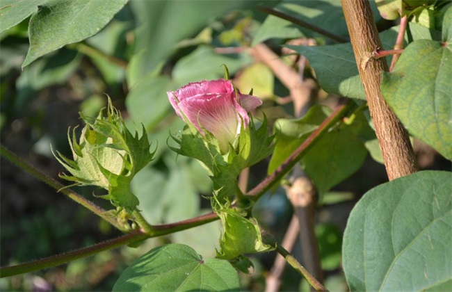 棉花 苗期管理 技术要点