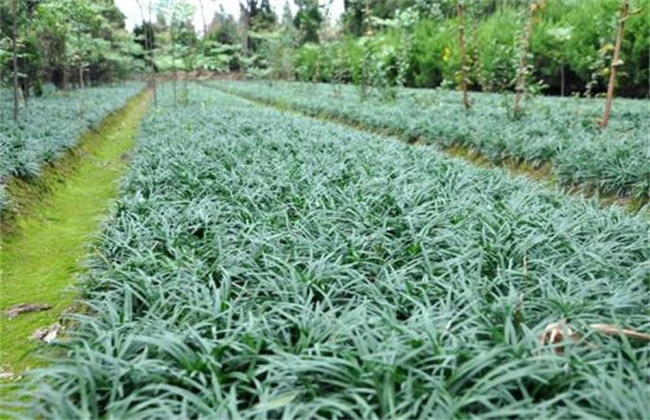 麦冬的种植条件