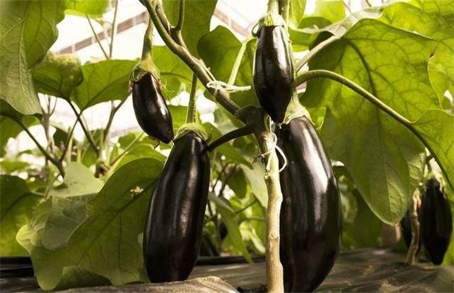 茄子 施肥 注意事项