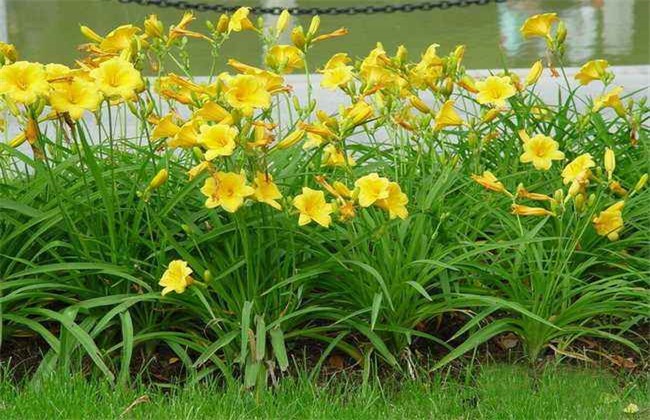 黄花菜 采收后 管理技术