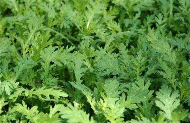茼蒿 施肥 方法