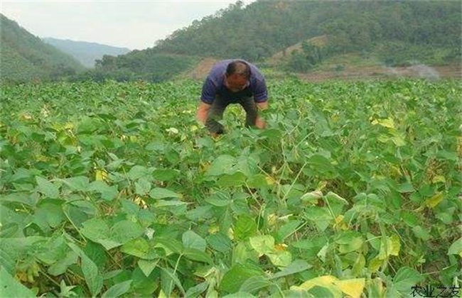 大豆 环境条件 要求