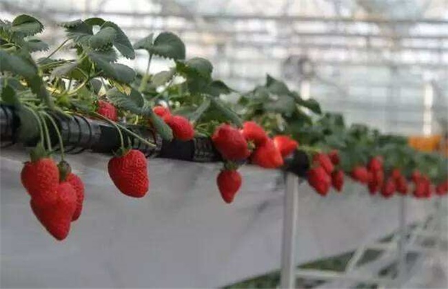 草莓 繁殖 方法