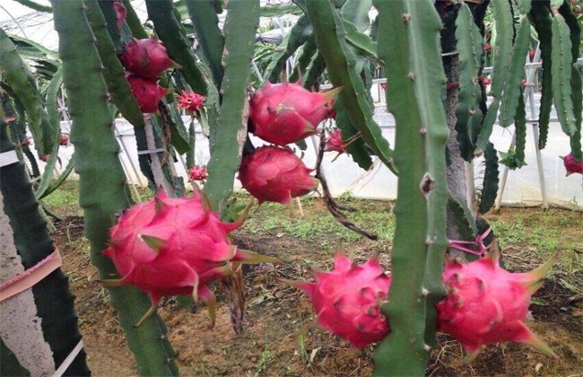 火龙果 冬季 管理要点