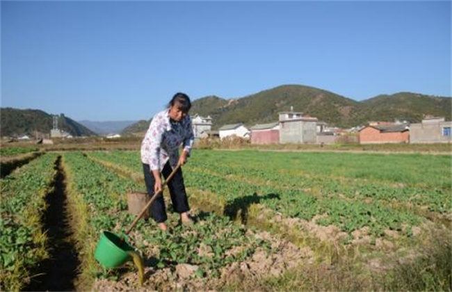油菜的高产施肥技术