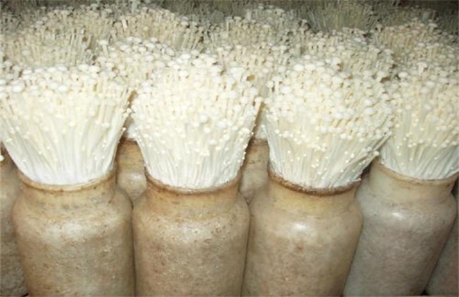 金针菇的栽培注意事项