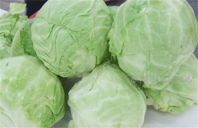 包菜和甘蓝的区别
