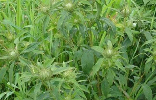 种植白术赚钱吗