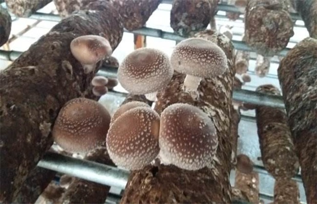 香菇 出菇后 如何管理