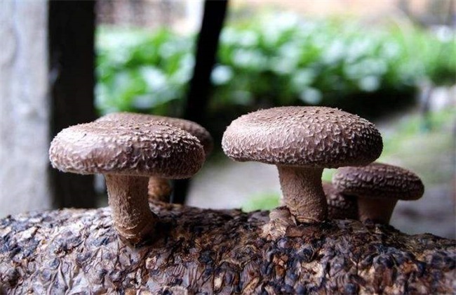 香菇 出菇后 如何管理