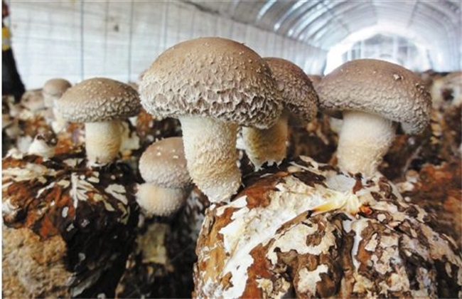 香菇 出菇后 如何管理