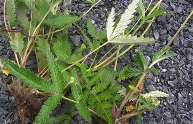 翻白草的多少钱一斤