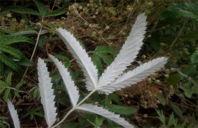 翻白草的多少钱一斤
