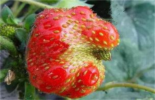 草莓畸形果的原因及预防措施