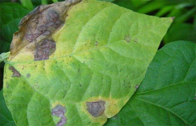 芸豆的病虫害防治方法